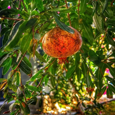 ヴィラ Peacefull Vacation In Newly Designed Karaincir